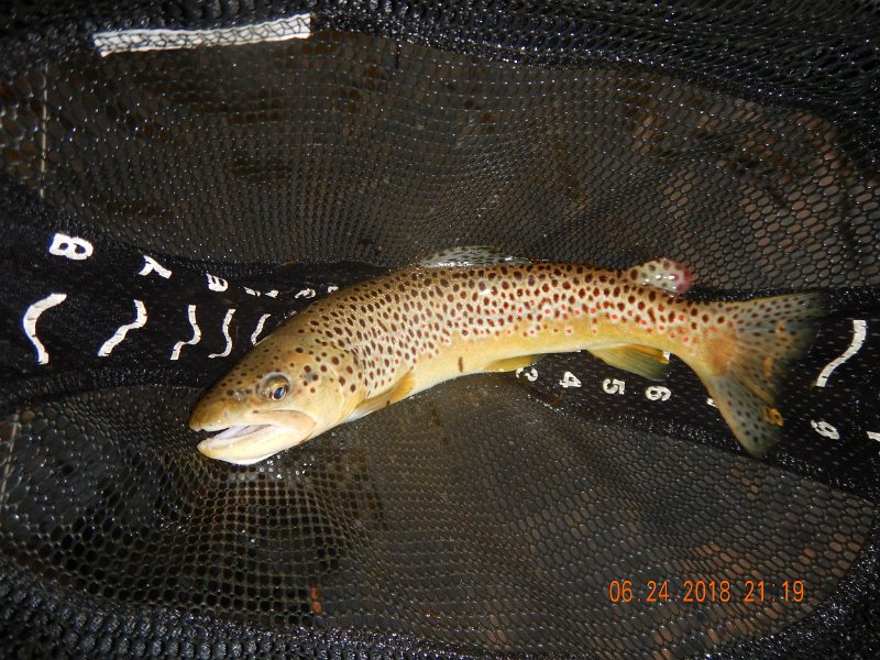 -Kettle Valley-098-.jpg - This 15 inch brown hit later in the evening.